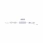 Preview: Paulmann 99946 Clever Connect Trafo max.12W 12V DC incl 3fach Verteiler Weiß